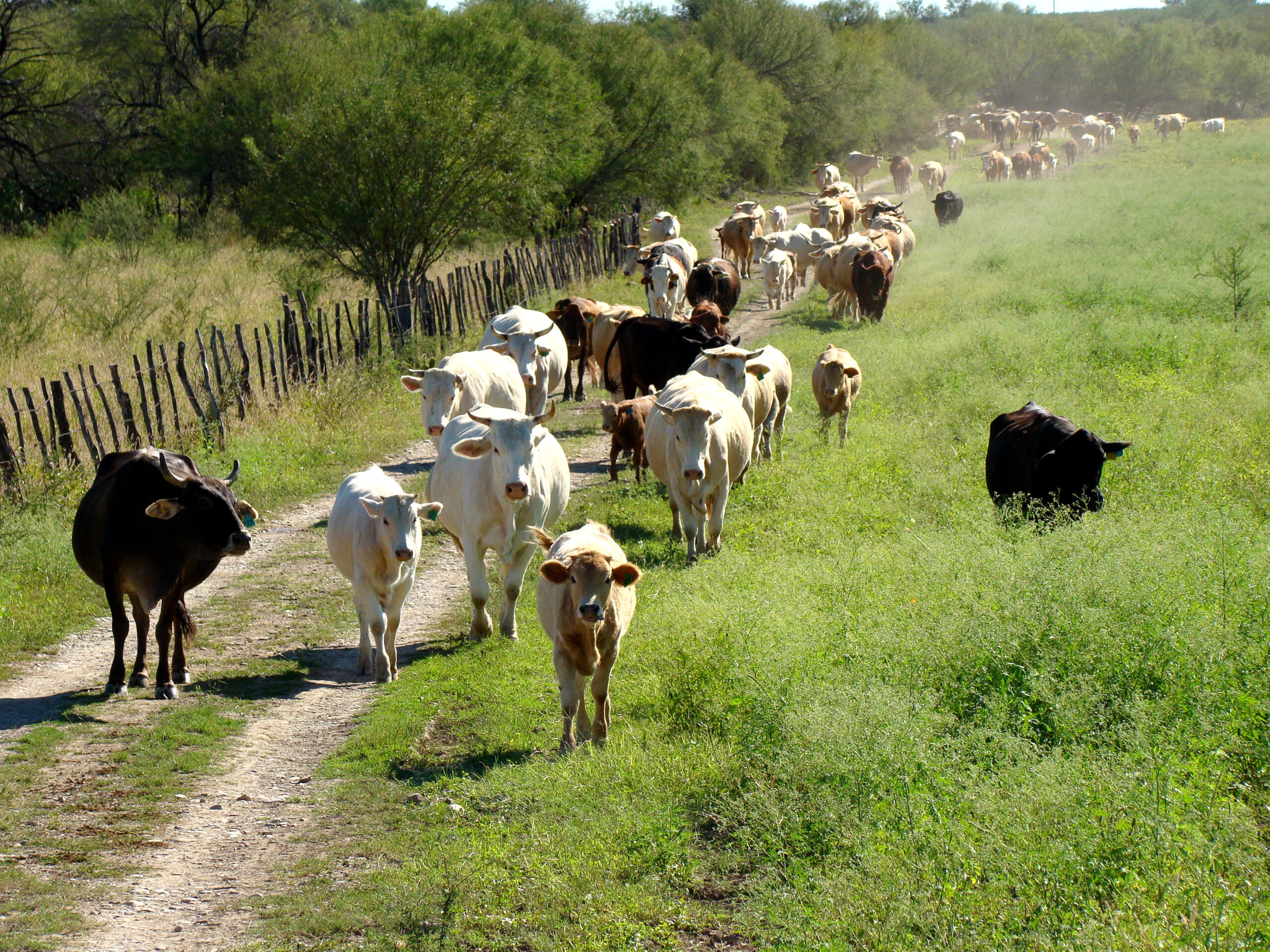 The Border Reopens to Mexican Cattle, at 700 Head a Day