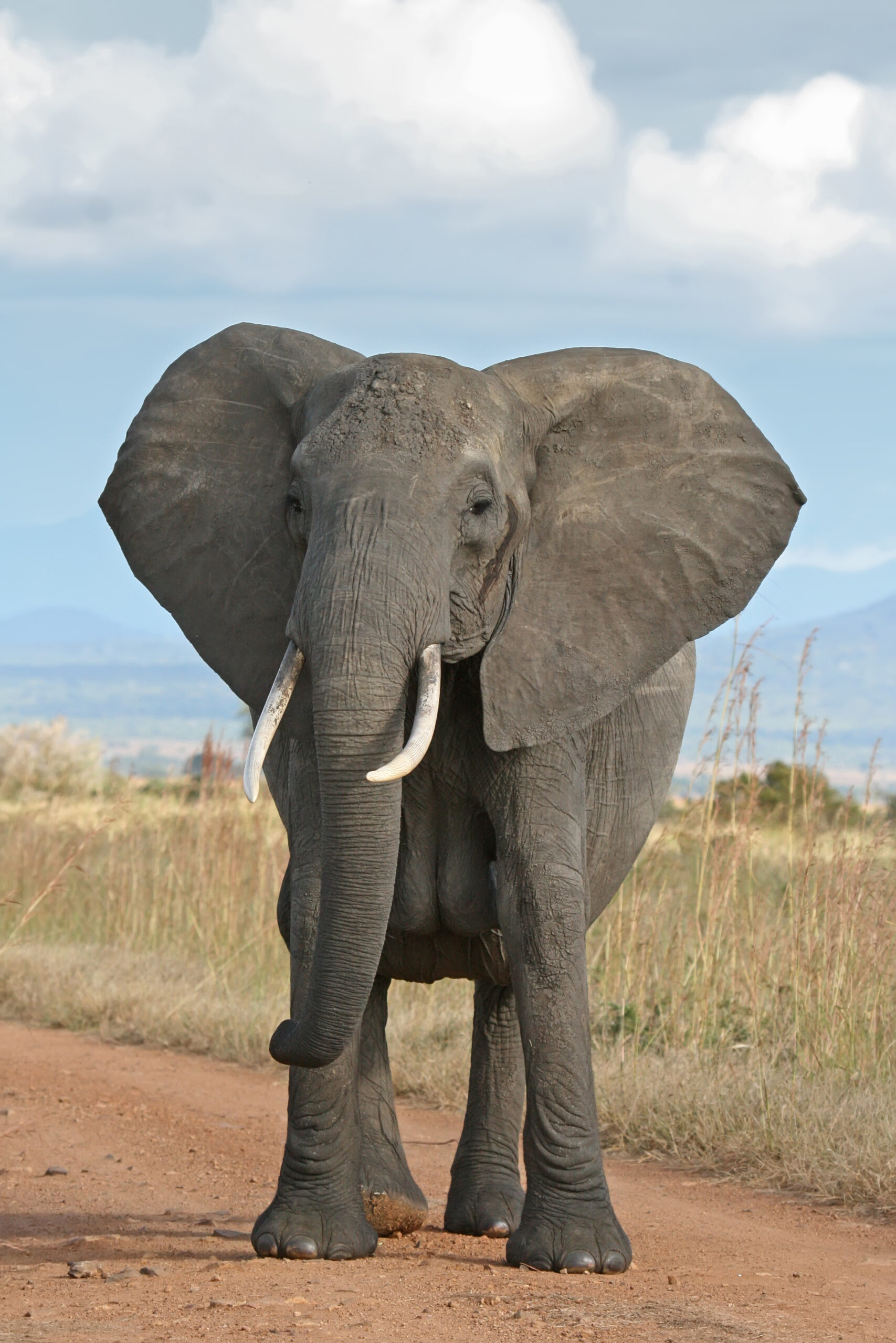 Twenty Elephants Are Dead in Kenya and the Evidence Does Not Fit