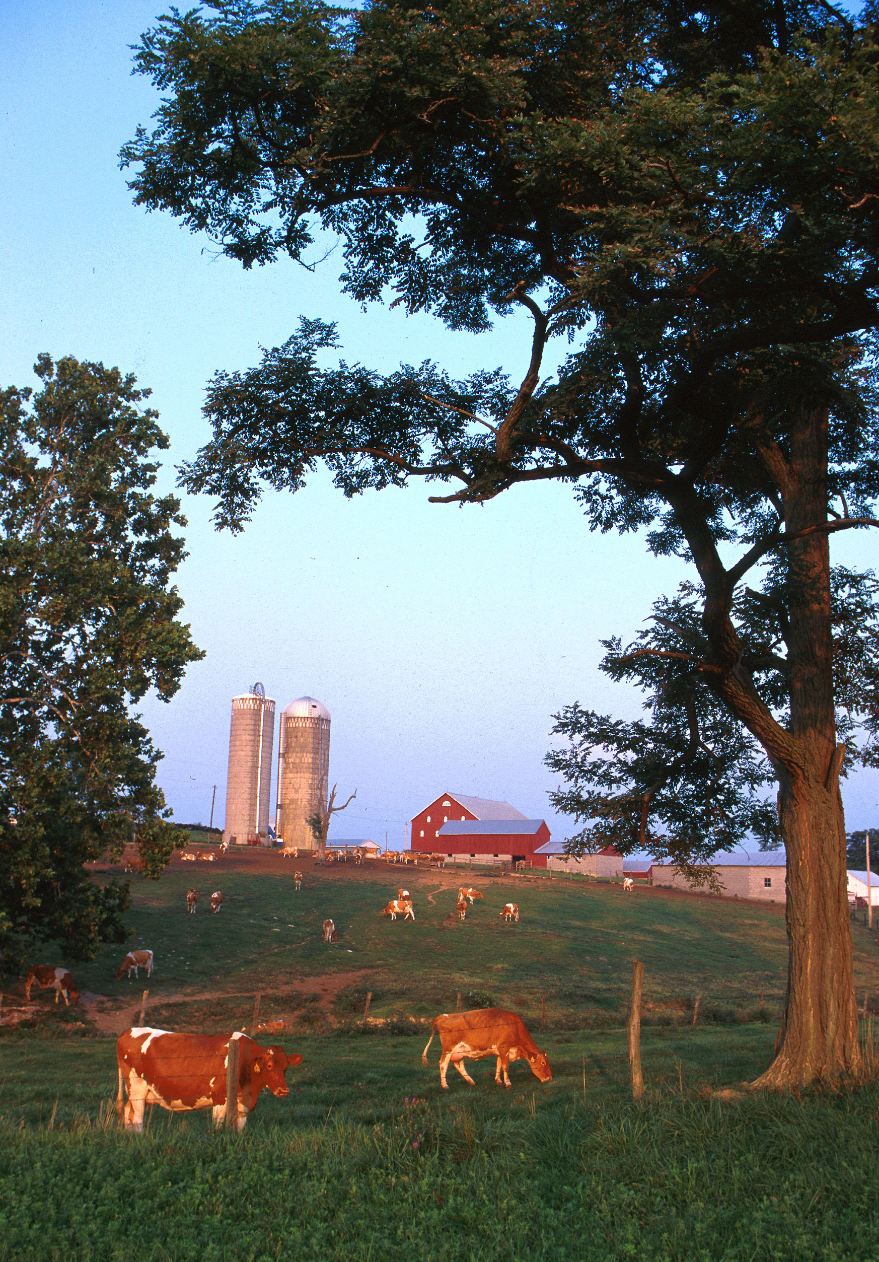 The Farm Cats Nobody Is Responsible For