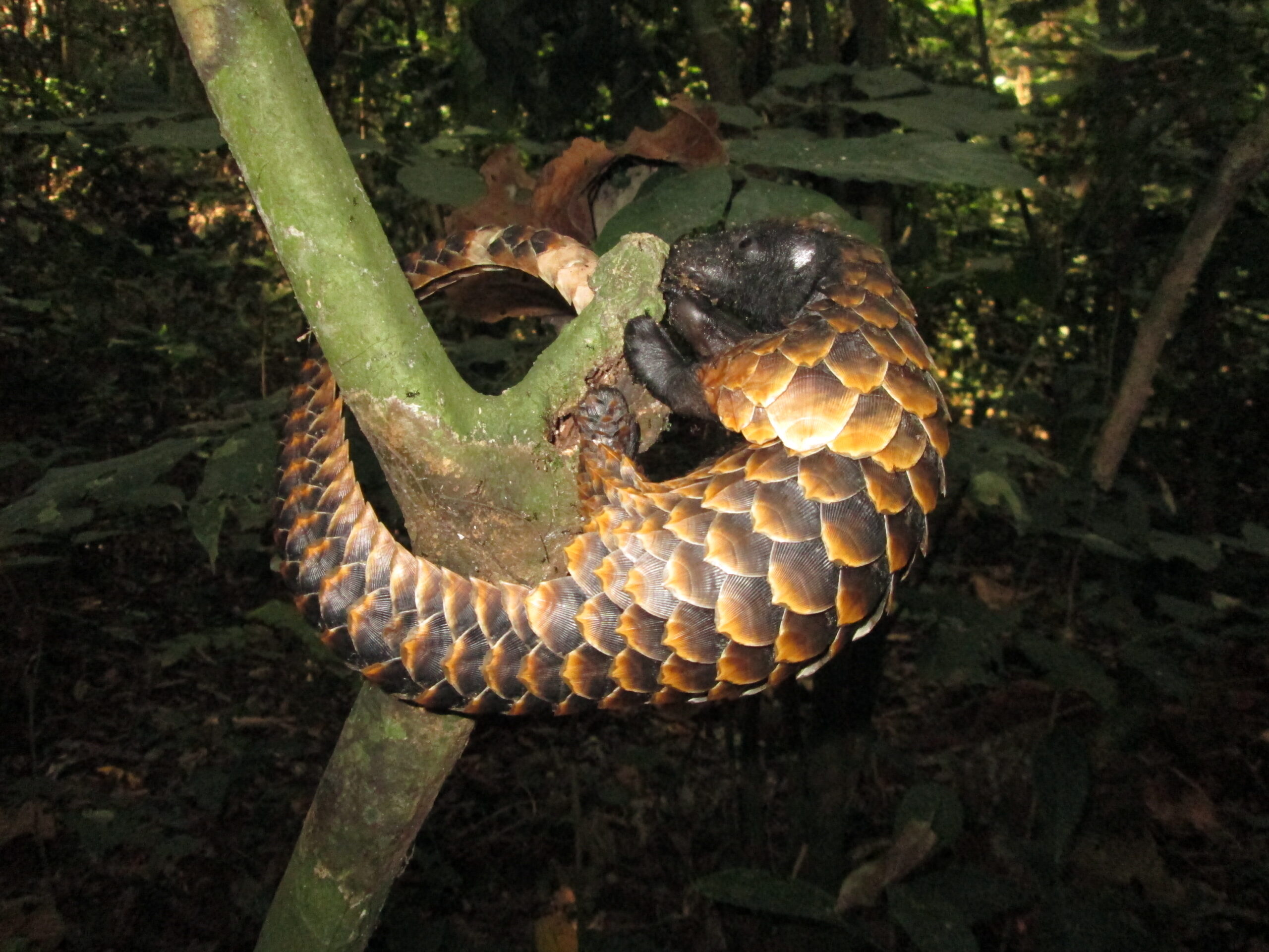 The Most Trafficked Mammal in the World Is One Most People Have Never Heard Of